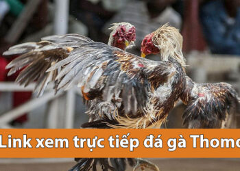 Đá gà Thomo là gì? Link xem trực tiếp đá gà thomo ở đâu?