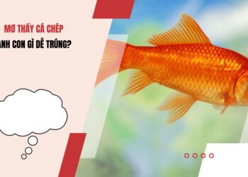 Mơ thấy cá chép