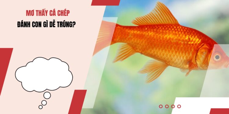 Mơ thấy cá chép